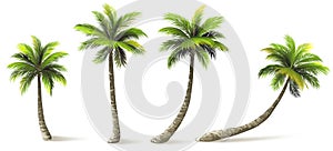 Palm Trees