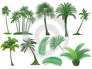 Palm trees