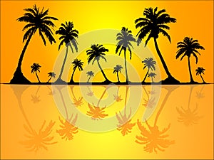 Palm Trees