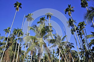 Palm trees