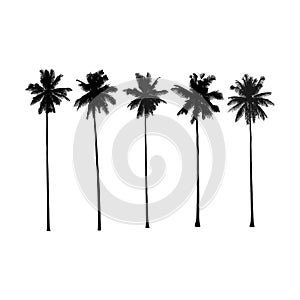 Palm trees