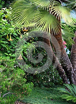 Palm trees abstract background