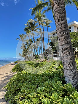 Palm trees adorn a lush sandy beach in Lahaina, Hawaii.