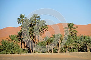 Palm trees in Africa desert on sand