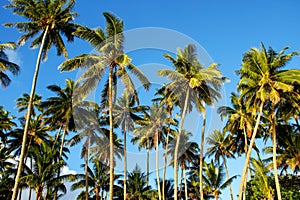 Palm trees agains blue sky in Lavena on Taveuni Island, Fiji