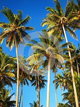 Palm trees agains blue sky in Lavena on Taveuni Island, Fiji