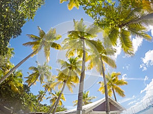 Palm trees agains blue sky and sun at Honeymoon Beach on St John - US Virgin Islands, 2019