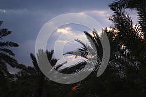 Palm trees against the background of dawn. The silhouette of palm trees. The coast of the Indian Ocean. Background.