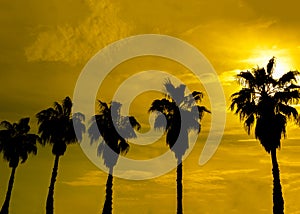 Palm trees against the background of the evening sky, the setting sun.