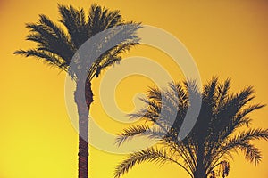 Palm trees against the background of a golden sunset sky