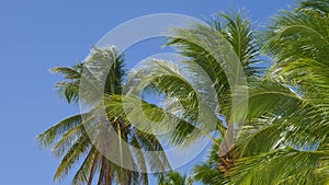 Palm trees against a beautiful blue sky.