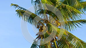 Palm trees against a beautiful blue sky.