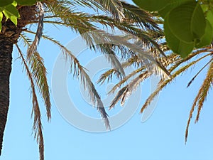 Palm trees against a beautiful clear blue sky