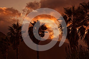 Palm trees against beautiful sunset, Ponta Delgada, Madeira Portugal