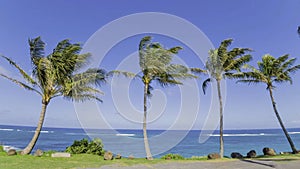 Palm trees against the blue sea and blue sky