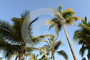 Palm trees against blue skies