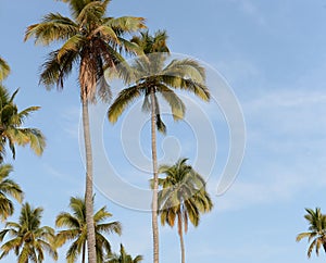 Palm trees against blue skies