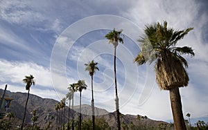 Palm trees against blue skies, Palm Springs, California