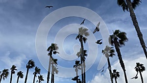 Palm trees against blue sky