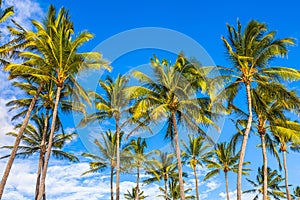 Palm Trees against Blue Sky