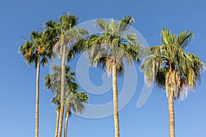 Palm Trees against a Blue Sky