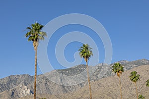 Palm Trees against a Blue Sky