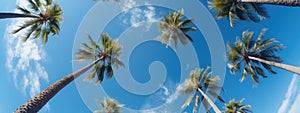 Palm trees against the blue sky