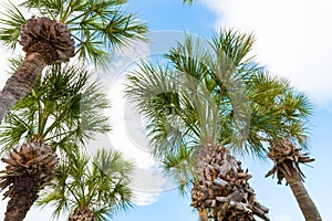 Palm trees against blue sky