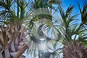 Palm trees against blue sky