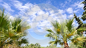 Palm trees against blue sky background