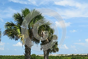 Palm trees against blue sky background in Florida