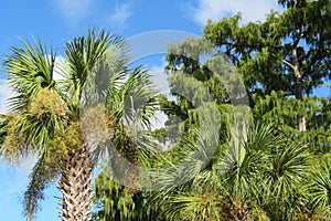 Palm trees against blue sky background in Florida beach