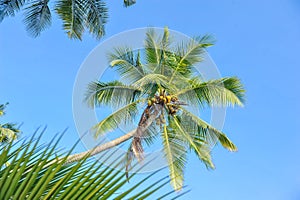 Palm trees against a blue sky .Beautiful palm trees against blue sunny sky.Palm trees