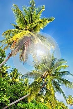 Palm trees against a blue sky .Beautiful palm trees against blue sunny sky.Palm trees on sky background