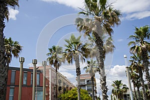 Palm trees against a blue sky and building with thin clouds in Barcelona, Spain. Beautiful blue sunny day. Tree palm