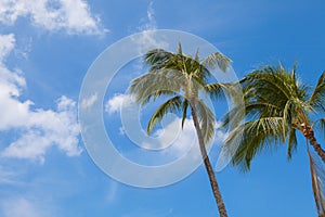 Palm trees against the blue sky in Hawaii.