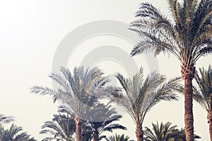 Palm trees against the blue sky. nature background. Travel tropical summer holiday concept.