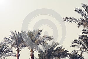 Palm trees against the blue sky. nature background. Travel tropical summer holiday concept.