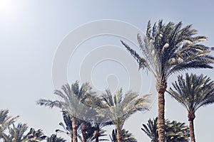 Palm trees against the blue sky. nature background. Travel tropical summer holiday concept.