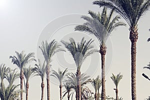 Palm trees against the blue sky. nature background. Travel tropical summer holiday concept.