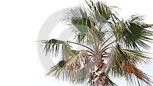 Palm trees against blue sky. Palm trees at beach.