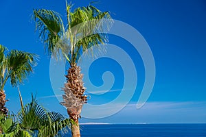 Palm trees against blue sky, Palm trees at tropical coast. Summer beach background palm trees against blue sky banner