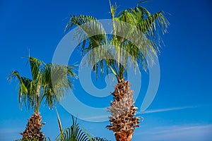 Palm trees against blue sky, Palm trees at tropical coast. Summer beach background palm trees against blue sky banner