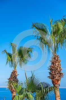 Palm trees against blue sky, Palm trees at tropical coast. Summer beach background palm trees against blue sky banner