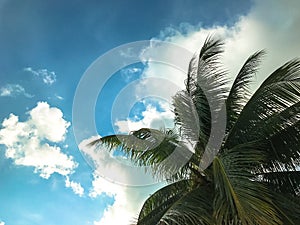 Palm trees against blue sky, Palm trees at tropical coast, vintage toned and stylized, coconut tree,summer tree background