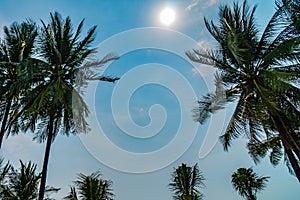 Palm trees against blue sky, Palm trees at tropical coast, vintage toned and stylized, coconut tree,summer tree background