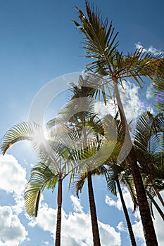 Palm trees against blue sky