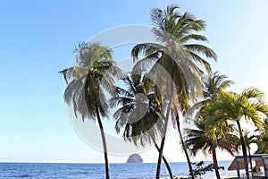 Palm trees against blue sky with rock called le diamant in the distance of Martinique Island