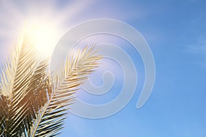 Palm trees against blue sky and sun rays. travel, summer, vacation and tropical beach concept.