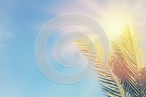 Palm trees against blue sky and sun rays. travel, summer, vacation and tropical beach concept.